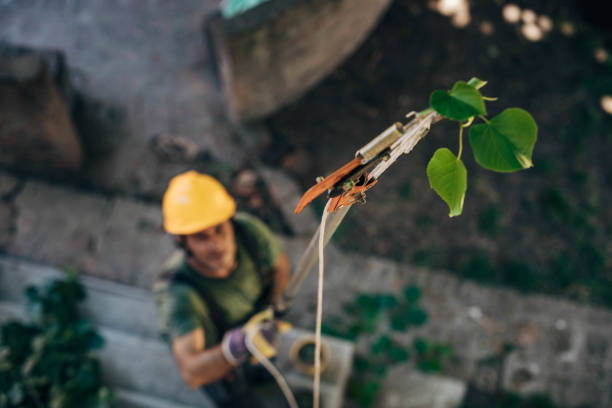 How Our Tree Care Process Works  in Watseka, IL